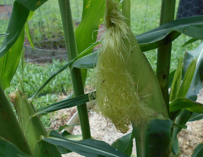 sweetcorn- growth and storage - immature cob